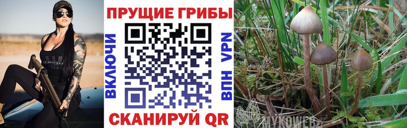 Галлюциногенные грибы Psilocybine cubensis  blacksprut сайт  Оха 